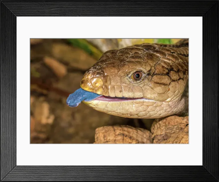 Framed Print : Blue-tongue Skink (Tiliqua scincoides) - captive, Ontario, Canada Framed Print : Blue-tongue Skink (Tiliqua scincoides) - captive, Ontario, Canada