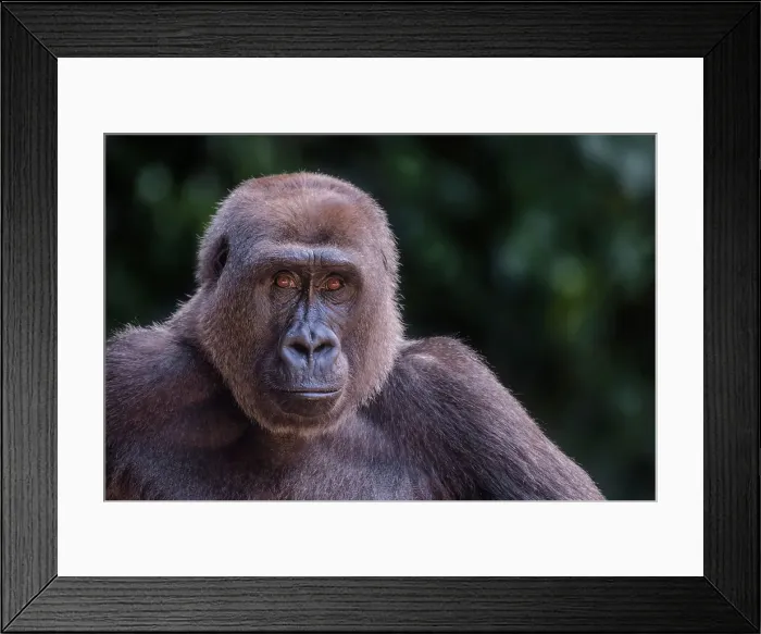 Framed Print : Gorilla female - captive, Ontario, Canada Framed Print : Gorilla female - captive, Ontario, Canada