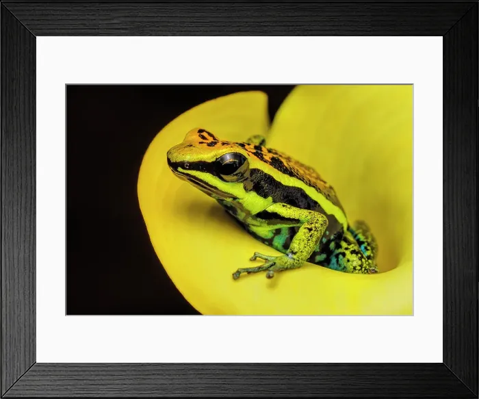 Framed Print : Ameerega pepperi - captive bred, Ontario, Canada Framed Print : Ameerega pepperi - captive bred, Ontario, Canada