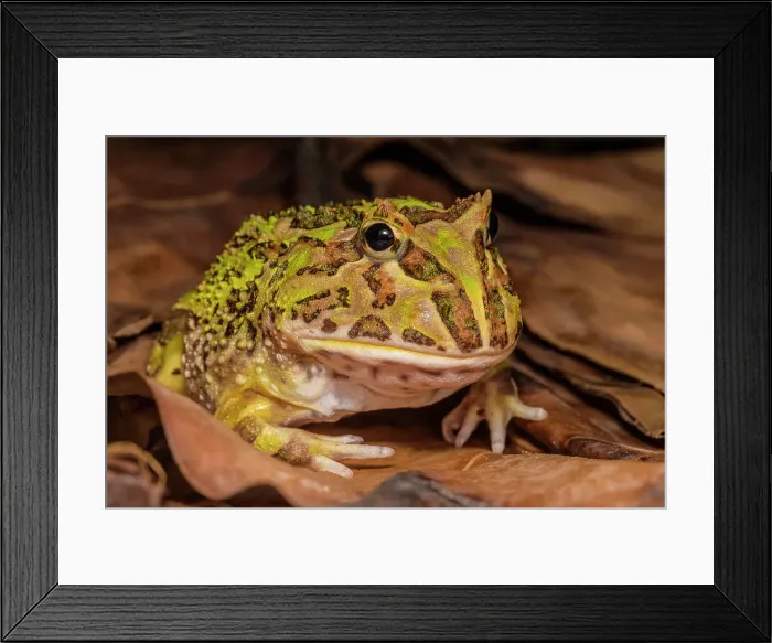 Framed Print : Argentine horned frog (Ceratophrys ornata) - captive bred, Ontario, Canada Framed Print : Argentine horned frog (Ceratophrys ornata) - captive bred, Ontario, Canada