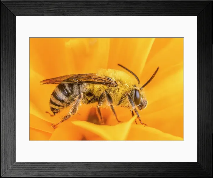 Framed Print : Honey Bee (Apis mellifera), Thornton, Ontario, Canada Framed Print : Honey Bee (Apis mellifera), Thornton, Ontario, Canada