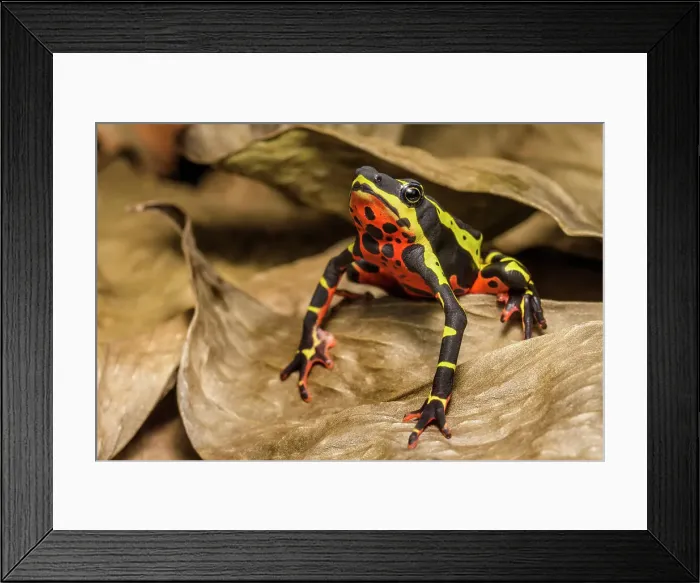 Framed Print : Limosa Harlequin Frog (Atelopus limosus) - captive bred, Ontario, Canada Framed Print : Limosa Harlequin Frog (Atelopus limosus) - captive bred, Ontario, Canada