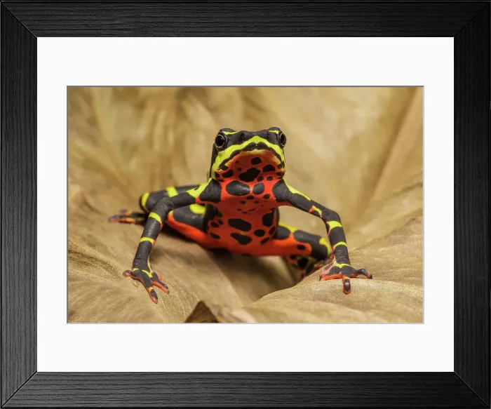 Framed Print : Limosa Harlequin Frog (Atelopus limosus) - captive bred, Ontario, Canada