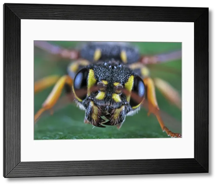 Framed Print : Hyperparasitic Wasp (Taeniogonalos gundlachii), Thornton, Ontario, Canada Framed Print : Hyperparasitic Wasp (Taeniogonalos gundlachii), Thornton, Ontario, Canada