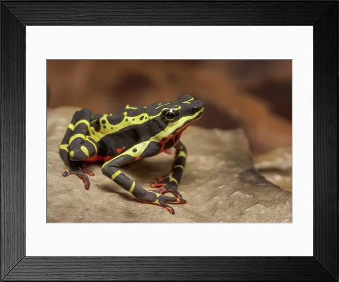 Framed Print : Limosa Harlequin Frog (Atelopus limosus) - captive bred, Ontario, Canada Framed Print : Limosa Harlequin Frog (Atelopus limosus) - captive bred, Ontario, Canada