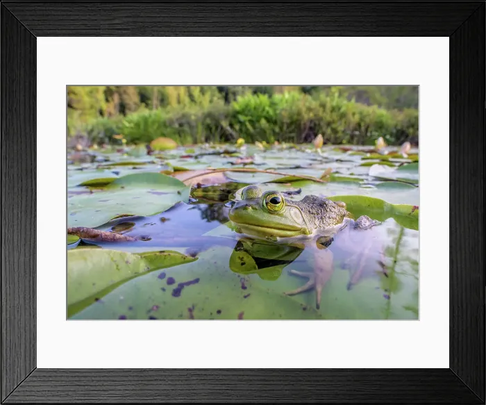 Framed Print : Bullfrog (Lithobates catesbeiana) in wetland on Horseshoe Lake, Parry Sound, Ontario, Canada Framed Print : Bullfrog (Lithobates catesbeiana) in wetland on Horseshoe Lake, Parry Sound, Ontario, Canada