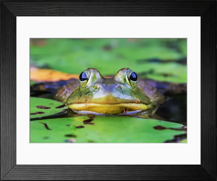 Framed Print : Bullfrog (Lithobates catesbeiana) in wetland on Horseshoe Lake, Parry Sound, Ontario, Canada