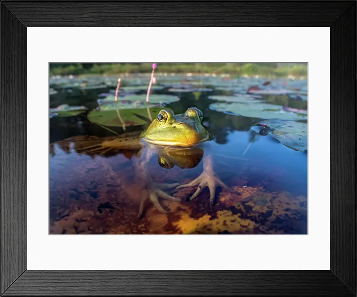 Framed Print : Bullfrog (Lithobates catesbeiana) in wetland on Horseshoe Lake, Parry Sound, Ontario, Canada Framed Print : Bullfrog (Lithobates catesbeiana) in wetland on Horseshoe Lake, Parry Sound, Ontario, Canada