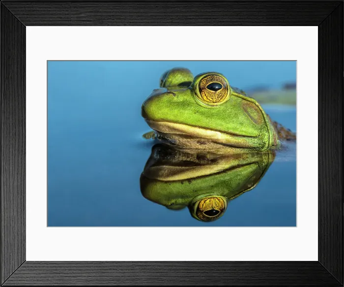 Framed Print : Bullfrog (Lithobates catesbeiana) in wetland on Horseshoe Lake, Parry Sound, Ontario, Canada Framed Print : Bullfrog (Lithobates catesbeiana) in wetland on Horseshoe Lake, Parry Sound, Ontario, Canada