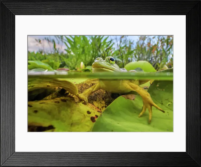 Framed Print : Bullfrog (Lithobates catesbeiana) in wetland on Horseshoe Lake, Parry Sound, Ontario, Canada Framed Print : Bullfrog (Lithobates catesbeiana) in wetland on Horseshoe Lake, Parry Sound, Ontario, Canada