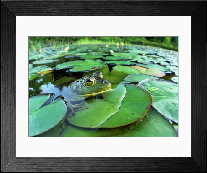 Framed Print : Bullfrog (Lithobates catesbeiana) in wetland on Horseshoe Lake, Parry Sound, Ontario, Canada Framed Print : Bullfrog (Lithobates catesbeiana) in wetland on Horseshoe Lake, Parry Sound, Ontario, Canada