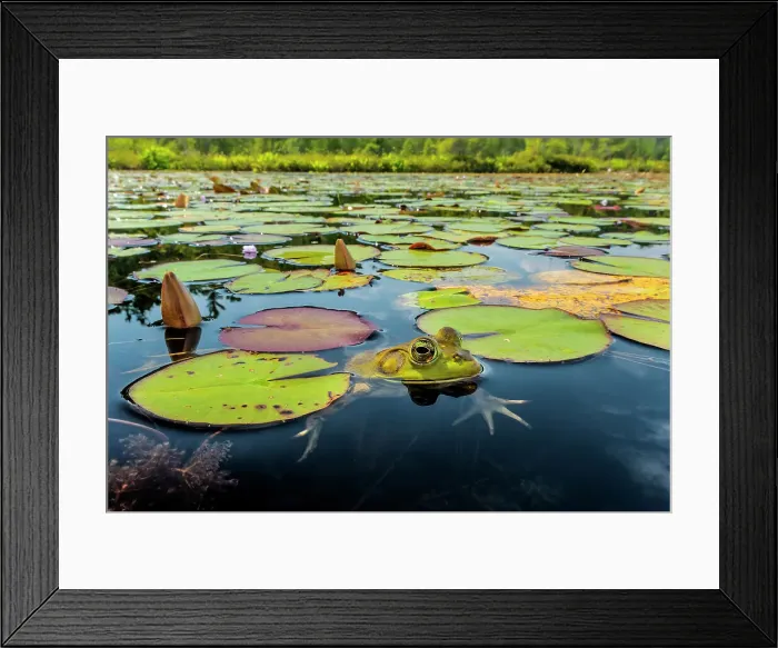 Framed Print : Bullfrog (Lithobates catesbeiana) in wetland on Horseshoe Lake, Parry Sound, Ontario, Canada Framed Print : Bullfrog (Lithobates catesbeiana) in wetland on Horseshoe Lake, Parry Sound, Ontario, Canada