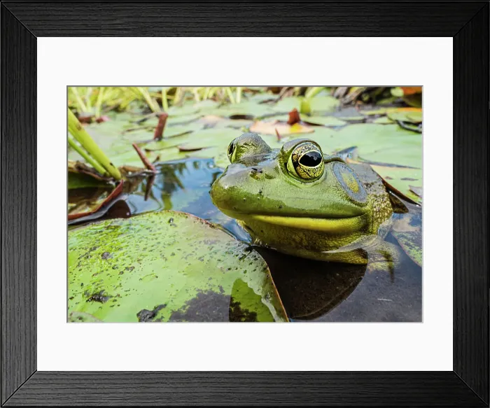 Framed Print : Bullfrog (Lithobates catesbeiana) in wetland on Horseshoe Lake, Parry Sound, Ontario, Canada Framed Print : Bullfrog (Lithobates catesbeiana) in wetland on Horseshoe Lake, Parry Sound, Ontario, Canada