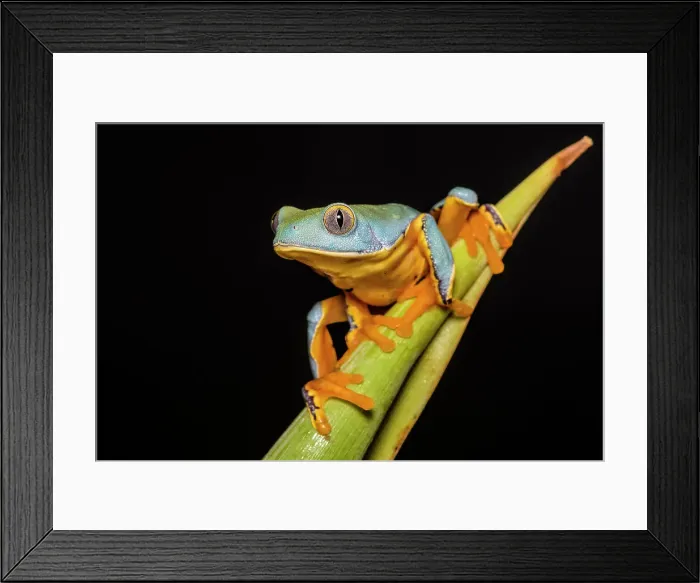 Framed Print : Splendid Leaf Frog (Cruziohyla calcarifer) - captive bred, Ontario, Canada Framed Print : Splendid Leaf Frog (Cruziohyla calcarifer) - captive bred, Ontario, Canada