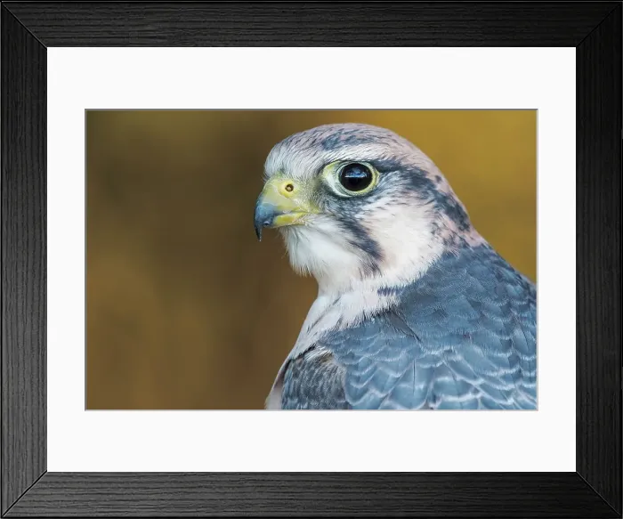 Framed Print : Lanner Falcon (Falco biarmicus) - captive bred, Ontario, Canada Framed Print : Lanner Falcon (Falco biarmicus) - captive bred, Ontario, Canada
