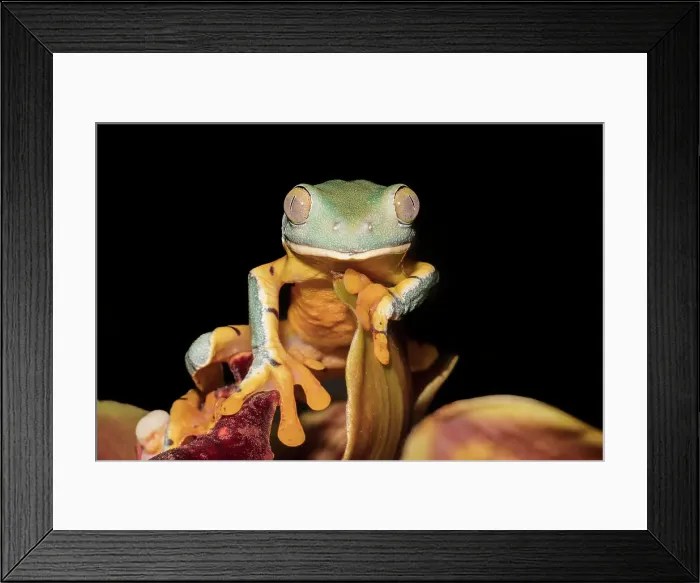Framed Print : Splendid Leaf Frog (Cruziohyla calcarifer) - captive bred, Ontario, Canada Framed Print : Splendid Leaf Frog (Cruziohyla calcarifer) - captive bred, Ontario, Canada