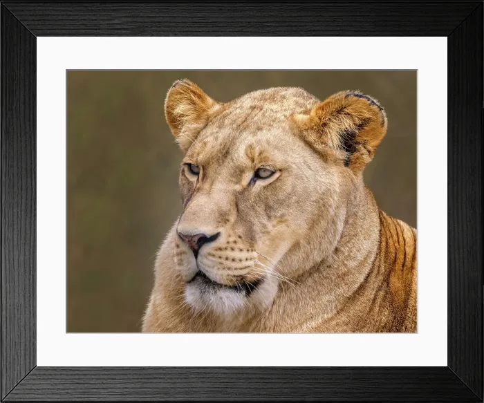 Framed Print : Lion (Panthera leo) - captive bred, Ontario, Canada Framed Print : Lion (Panthera leo) - captive bred, Ontario, Canada