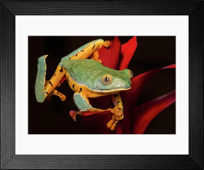 Framed Print : Splendid Leaf Frog (Cruziohyla calcarifer) - captive bred, Ontario, Canada Framed Print : Splendid Leaf Frog (Cruziohyla calcarifer) - captive bred, Ontario, Canada