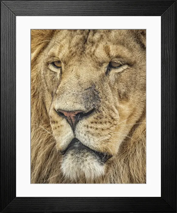 Framed Print : Lion (Panthera leo) - captive bred, Ontario, Canada Framed Print : Lion (Panthera leo) - captive bred, Ontario, Canada