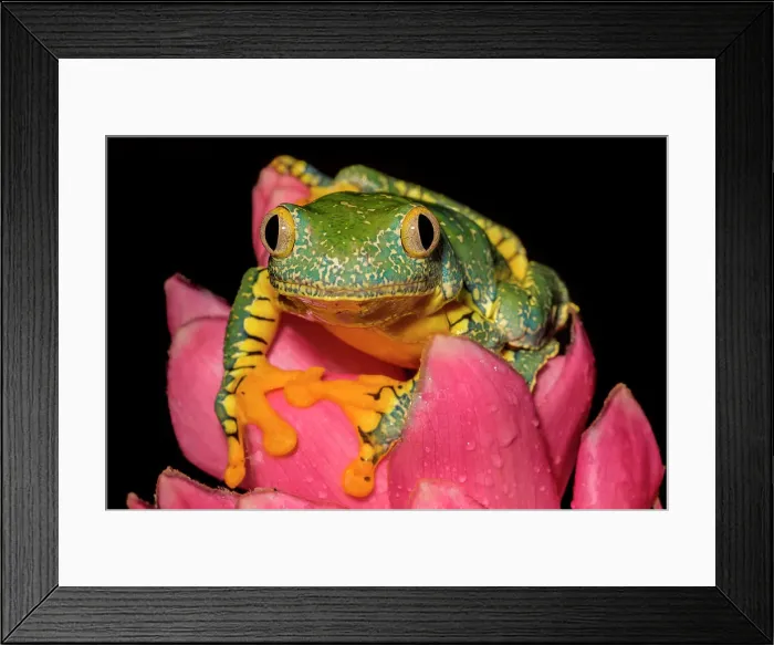 Framed Print : Fringed Leaf Frog (Cruziohyla craspedopus) - captive bred, Ontario, Canada
