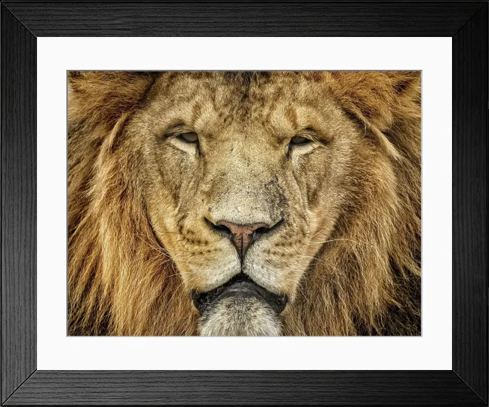 Framed Print : Lion (Panthera leo) - captive bred, Ontario, Canada Framed Print : Lion (Panthera leo) - captive bred, Ontario, Canada