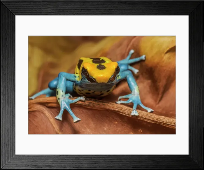 Framed Print : Dendrobates tinctorius Patricia, Ontario, Canada