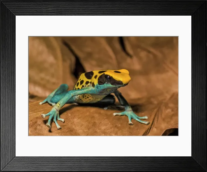 Framed Print : Dendrobates tinctorius Patricia, Ontario, Canada Framed Print : Dendrobates tinctorius Patricia, Ontario, Canada