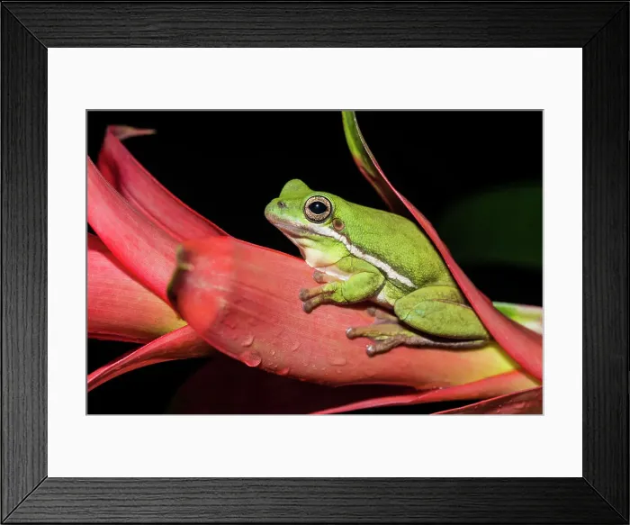 Framed Print : Green Tree Frog (Hyla cinerea) - captive bred, Ontario, Canada Framed Print : Green Tree Frog (Hyla cinerea) - captive bred, Ontario, Canada