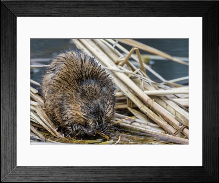 Framed Print : Muskrat (Ondatra zibethicus) feeding on new spring growth in wetland at High Park, Toronto, Ontario, Canada Framed Print : Muskrat (Ondatra zibethicus) feeding on new spring growth in wetland at High Park, Toronto, Ontario, Canada