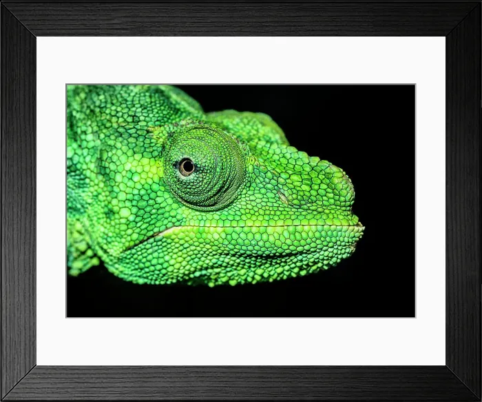 Framed Print : Meller's Chameleon (Chamaeleo melleri) - captive Framed Print : Meller's Chameleon (Chamaeleo melleri) - captive