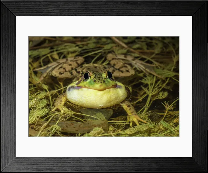 Framed Print : Male Green Frog (Lithobates clamitans ), formerly Rana clamitans, with vocal sac inflated while chorusing in a wetland at night. Thornton, Ontario, Canada Framed Print : Male Green Frog (Lithobates clamitans ), formerly Rana clamitans, with vocal sac inflated while chorusing in a wetland at night. Thornton, Ontario, Canada