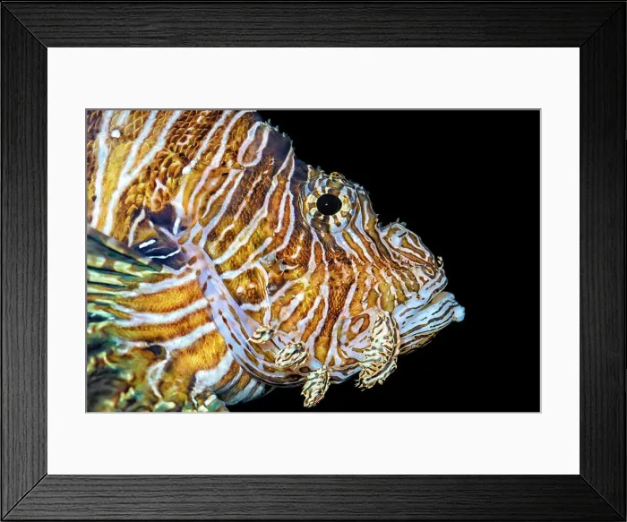Framed Print : Common Lionfish (Pterois miles) - aquarium specimen, Ontario, Canada Framed Print : Common Lionfish (Pterois miles) - aquarium specimen, Ontario, Canada