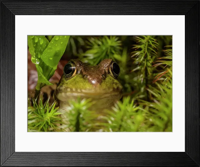 Framed Print : Green Frog (Lithobates clamitans), formerly Rana clamitans, Parry Sound, Ontario, Canada Framed Print : Green Frog (Lithobates clamitans), formerly Rana clamitans, Parry Sound, Ontario, Canada