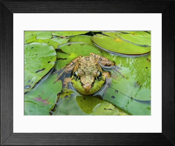 Framed Print : Green Frog (Lithobates clamitans), formerly Rana clamitans, Parry Sound, Ontario, Canada