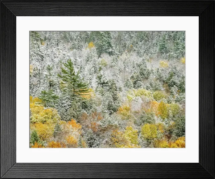 Framed Print : Autumn Color and early snowfall, Algoma Highlands, Ontario, Canada Framed Print : Autumn Color and early snowfall, Algoma Highlands, Ontario, Canada
