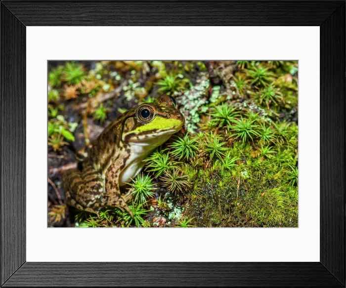 Framed Print : Green Frog (Lithobates clamitans), formerly Rana clamitans, Parry Sound, Ontario, Canada