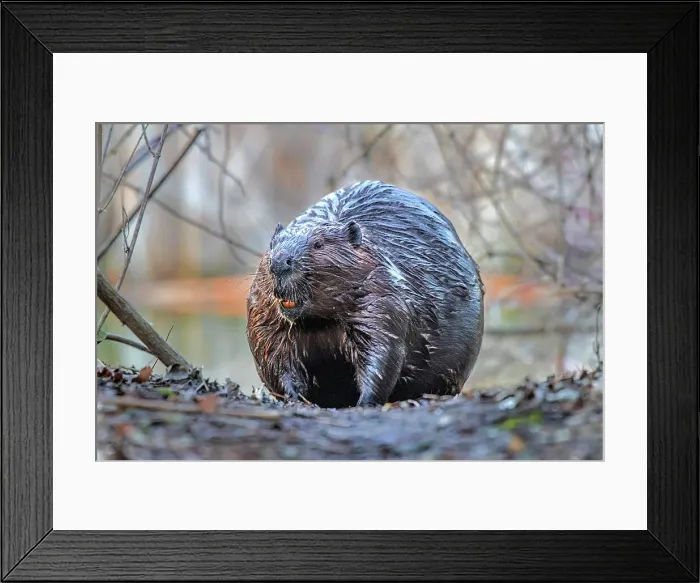 Framed Print : Beaver (Castor canadensis), Humber Bay Park, Toronto, Ontario, Canada Framed Print : Beaver (Castor canadensis), Humber Bay Park, Toronto, Ontario, Canada