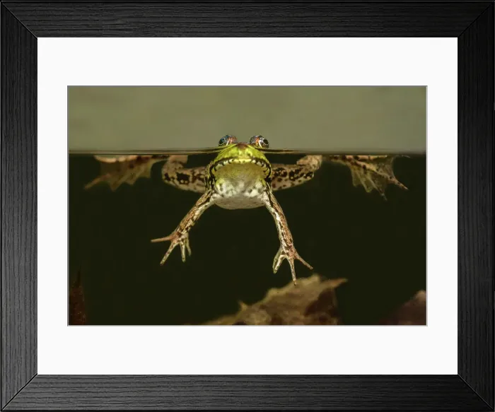 Framed Print : Green Frog (Lithobates clamitans) over-under, formerly Rana clamitans, Parry Sound, Ontario, Canada Framed Print : Green Frog (Lithobates clamitans) over-under, formerly Rana clamitans, Parry Sound, Ontario, Canada