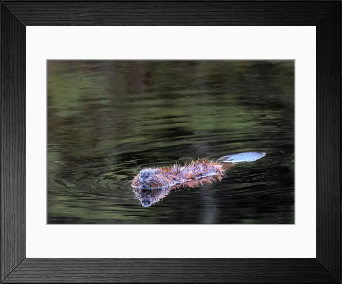 Framed Print : Beaver (Castor canadensis) in Algonquin Provincial Park, Ontario, Canada Framed Print : Beaver (Castor canadensis) in Algonquin Provincial Park, Ontario, Canada