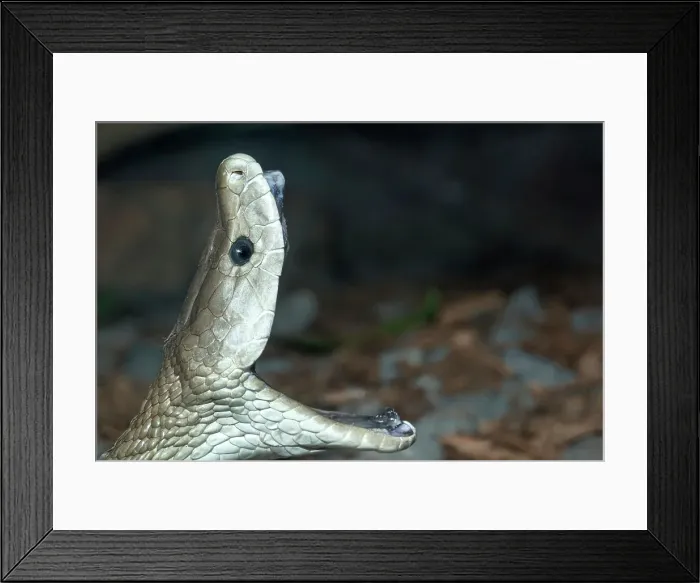 Framed Print : Black Mamba (Dendroaspis polylepis) - captive, Ontario, Canada Framed Print : Black Mamba (Dendroaspis polylepis) - captive, Ontario, Canada