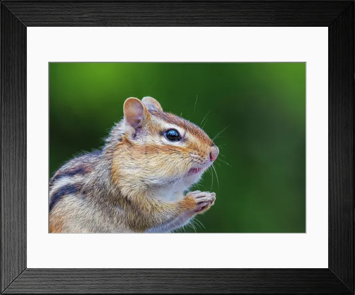 Framed Print : Eastern Chipmunk (Tamias striatus), Thornton, Ontario, Canada Framed Print : Eastern Chipmunk (Tamias striatus), Thornton, Ontario, Canada