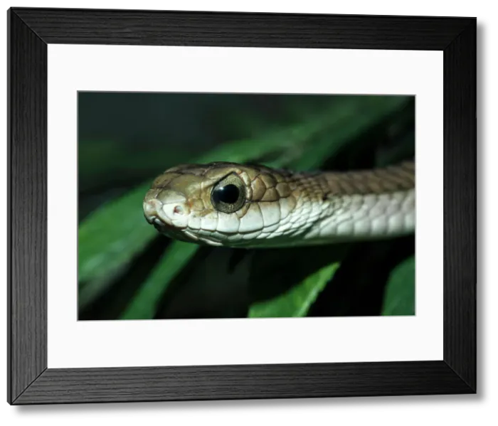 Framed Print : Boomslang (Dispholidus typus) - captive, Ontario, Canada