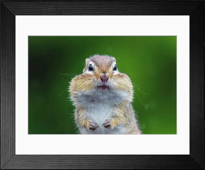 Framed Print : Eastern Chipmunk (Tamias striatus), Thornton, Ontario, Canada Framed Print : Eastern Chipmunk (Tamias striatus), Thornton, Ontario, Canada