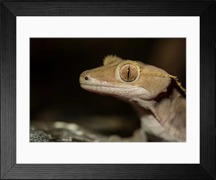 Framed Print : Crested Gecko (Correlophis ciliatus) - captive bred, Ontario, Canada Framed Print : Crested Gecko (Correlophis ciliatus) - captive bred, Ontario, Canada