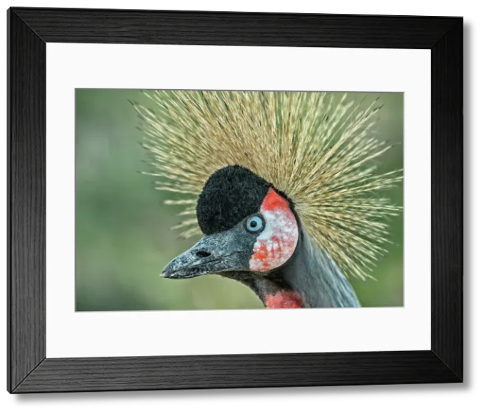Framed Print : Crowned Crane (Balearica pavonia) - captive, Ontario, Canada Framed Print : Crowned Crane (Balearica pavonia) - captive, Ontario, Canada