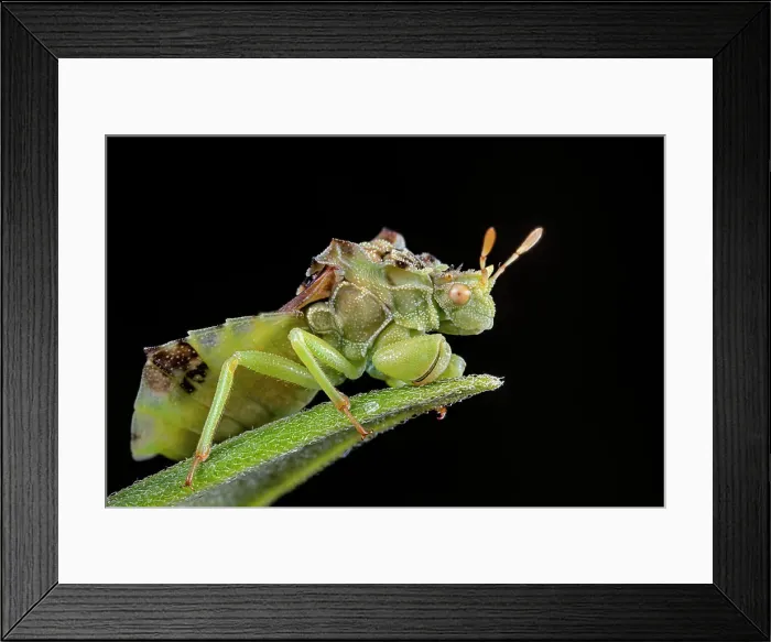 Framed Print : Jagged Ambush Bugs (genus Phymata), Ontario, Canada Framed Print : Jagged Ambush Bugs (genus Phymata), Ontario, Canada