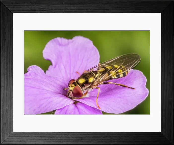 Framed Print : Hoverfly on Dames Rocket, Ontario, Canada Framed Print : Hoverfly on Dames Rocket, Ontario, Canada