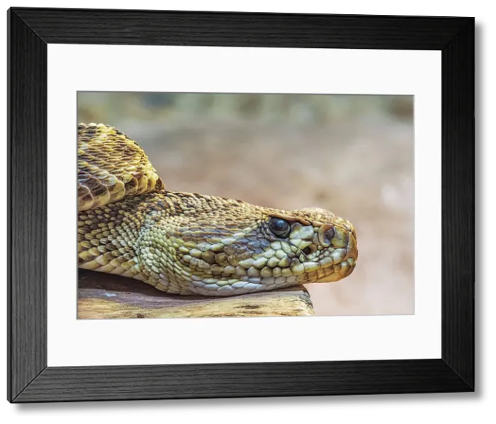 Framed Print : Eastern Diamondback Rattlesnake (Crotalus adamanteus) - captive, Ontario, Canada Framed Print : Eastern Diamondback Rattlesnake (Crotalus adamanteus) - captive, Ontario, Canada