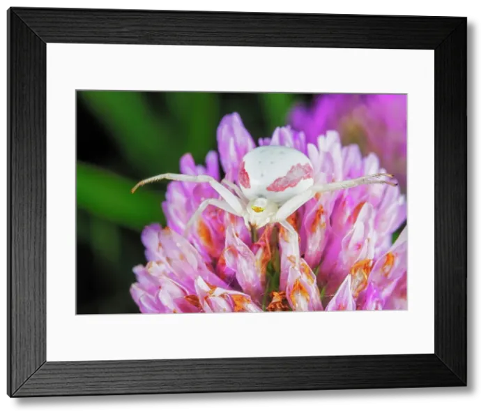 Framed Print : Goldenrod Crab Spider (Misumena vatia) - female, Ontario, Canada Framed Print : Goldenrod Crab Spider (Misumena vatia) - female, Ontario, Canada