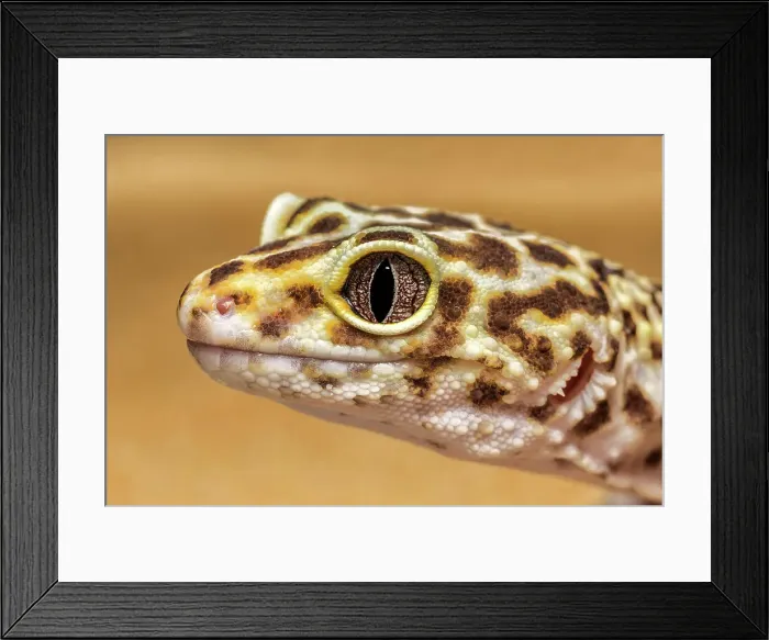Framed Print : Leopard Gecko (Eublepharis macularius) - captive, Ontario, Canada Framed Print : Leopard Gecko (Eublepharis macularius) - captive, Ontario, Canada